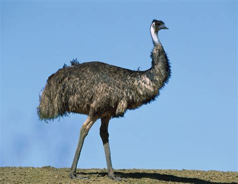 Burung Emu Dalam Bahasa Melayu - Gambar Burungku