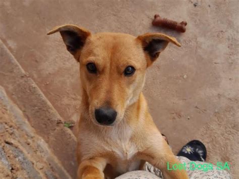 Missing 2year old Brown Jack russel : Name is Bow (BoBo) - Went missing ...