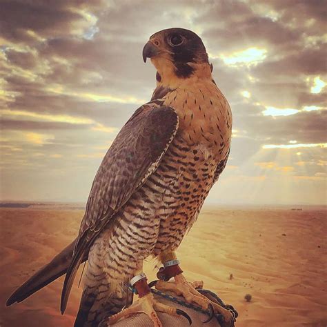 falcon birds  prey bird hunting prey