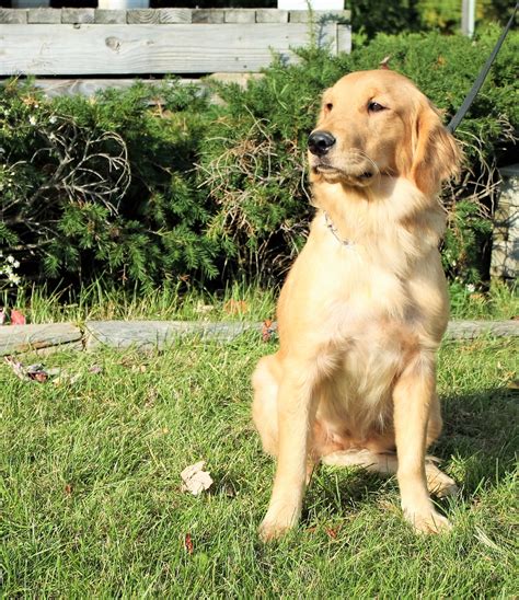 Nora: AKC, Female, Adult Golden Retriever - Man's Best Friend
