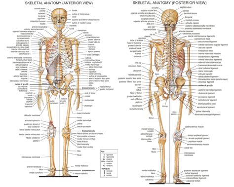 basic musculoskeletal system rehabilitation  sport exercise