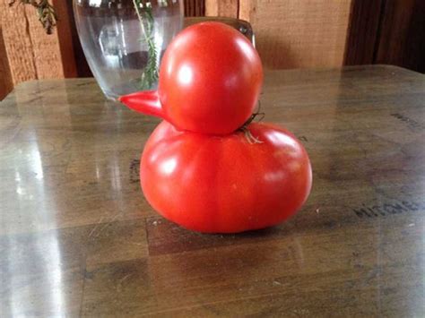 tomato Posts