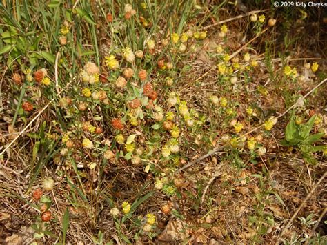 Trifolium aureum (Golden Clover): Minnesota Wildflowers