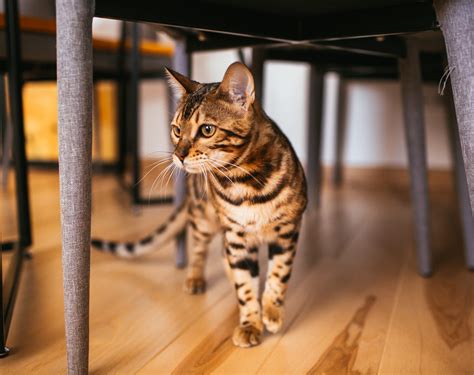 Brown Bengal Cat: Types, Traits, Price, Care & Photos (2025)