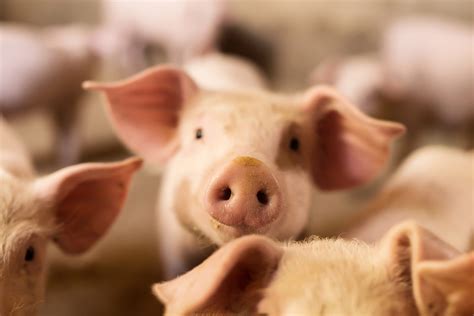Facts & Statistics - Pork Checkoff
