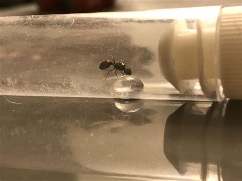 Is this a Queen? Utah : r/ants