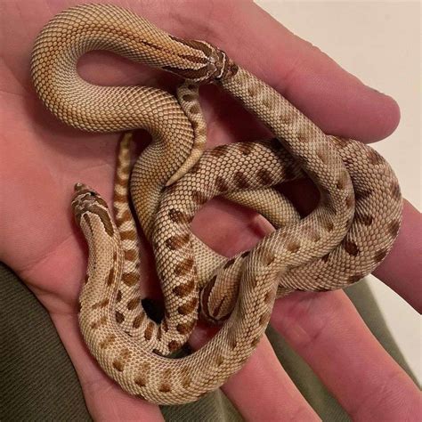 western hognose results beautiful anaconda superconda