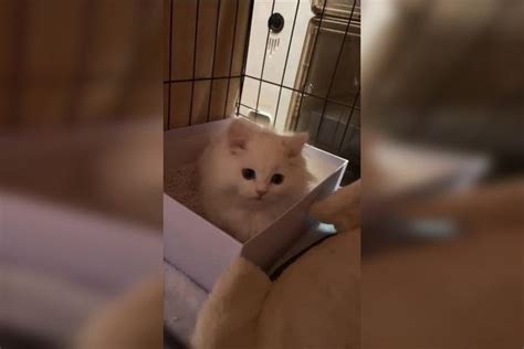 再看就把你吃掉啦 好可爱啊 啊啊啊 #萌宠来袭_来袭