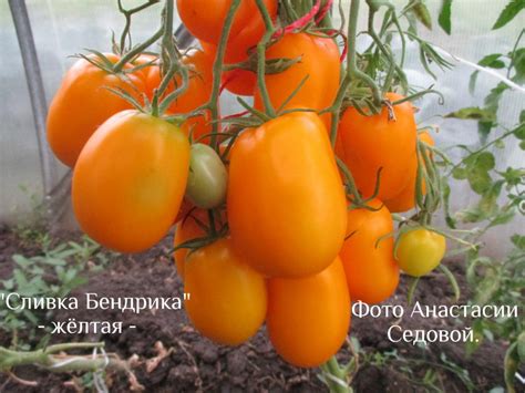Томат Сливка Бендрика: описание сорта, ОТЗЫВЫ, фото, характеристика ...