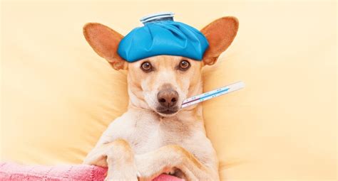 4 Common Health Issues In Dogs | Symptoms, Causes & Treatments