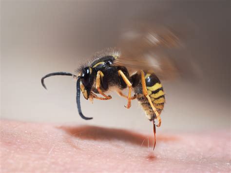 Black Bee Sting