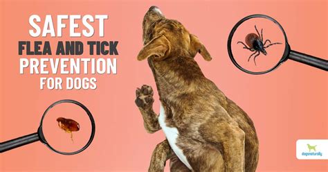 How Safe are Oral Flea/Tick?Heart-worm Combo Meds? | Dog Forum