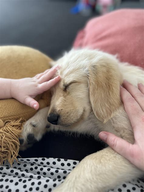 Anyone have an f1 pup who looked like mine? : r/labradoodles