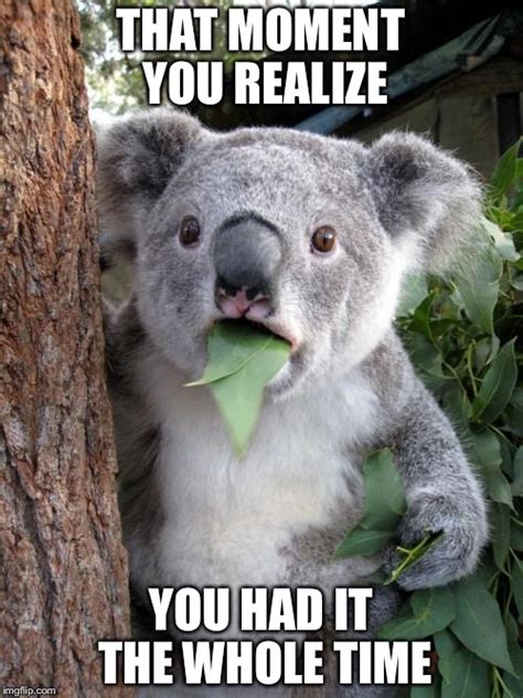 Surprised Koala Meme - Imgflip