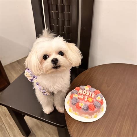 1338 best r/maltipoo images on Pholder | My new Grand-puppy 💕