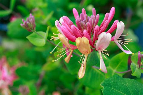 Honeysuckle growing tips: expert advice for this climber | Gardeningetc