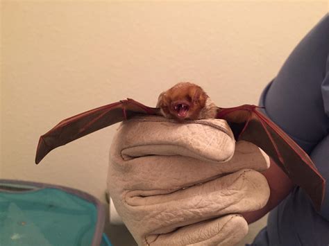 Gallery – Providence Wildlife Rehabilitation, Inc.