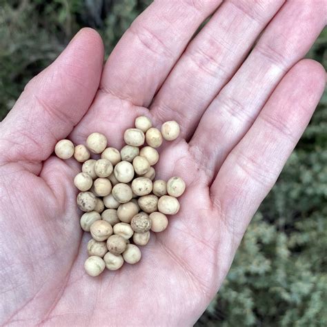 Organic Pea Seeds - First Early May | Fontana Seeds