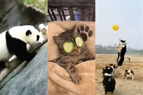 TOP VIRAL VIDEOS TRENDING ON THE INTERNET TODAY