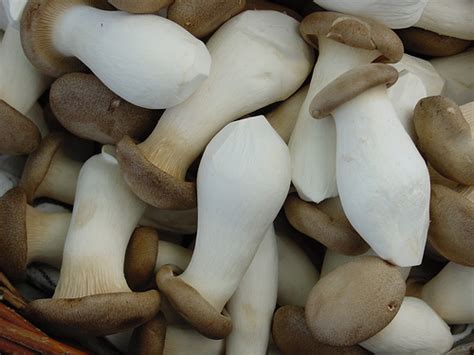 Pleurotus eryngii