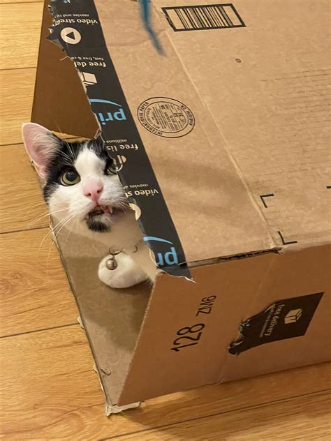 what happens if cat aggressive indoors 9