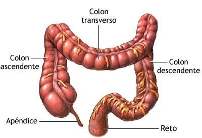 Intestino grosso - Função e anatomia - Histologia - Flora intestinal