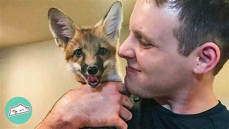 Baby Fox Pounces Her Way Into New Family's Heart | Cuddle Buddies - YouTube