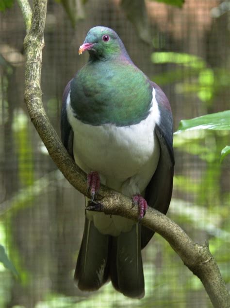 pigeon - Te Aka Māori Dictionary