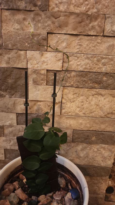 Vining shingle plant stone wall : r/houseplants