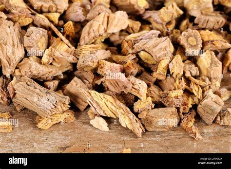 Isatis tinctoria root (Isatidis Radix), Ban Lan Gen Stock Photo - Alamy