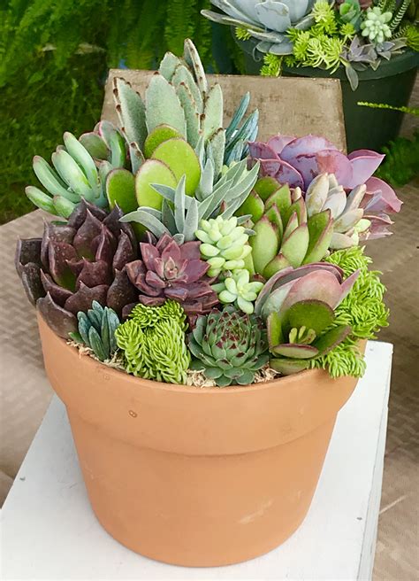 Succulent Arrangements Outdoor | Types Of Succulent Plant