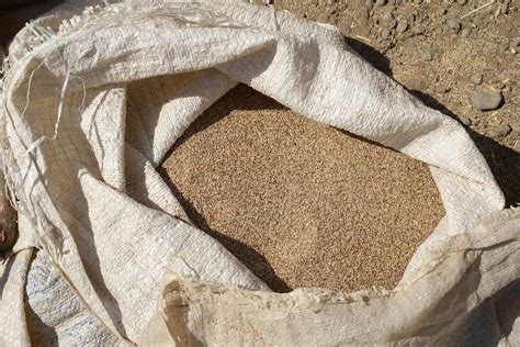 Teff (3) | Lake Tana | Pictures | Ethiopia in Global-Geography