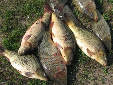 Заболевания карповых рыб. Аэромоноз, эритродермит или краснуха. Причина ...