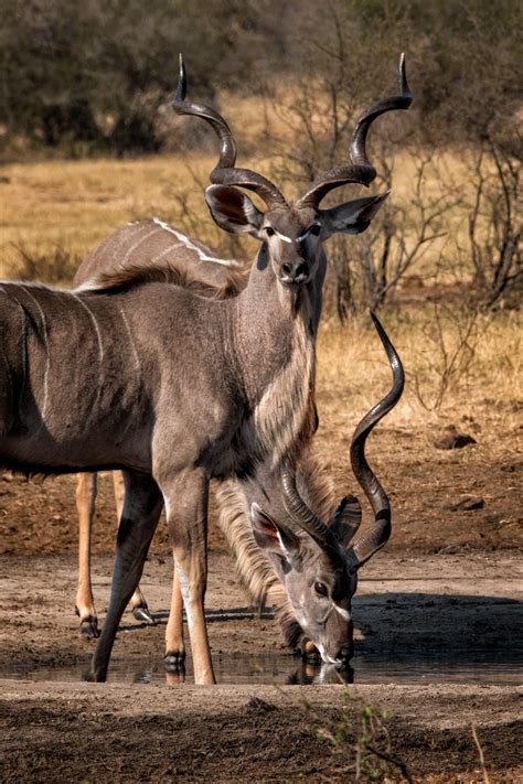 Botswana wildlife - LOUIS MONTROSE PHOTOGRAPHY
