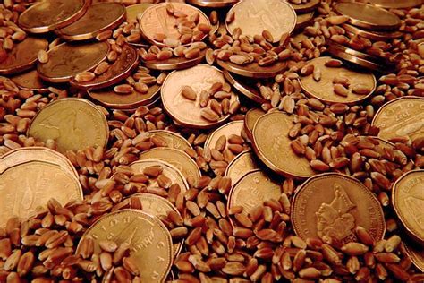 prairie cash wheat spring wheat bids mixed durum jumps farmtario