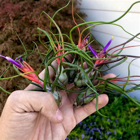 Bulbosa Blooms : r/airplants