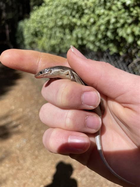 Some lizards I caught : r/Lizards