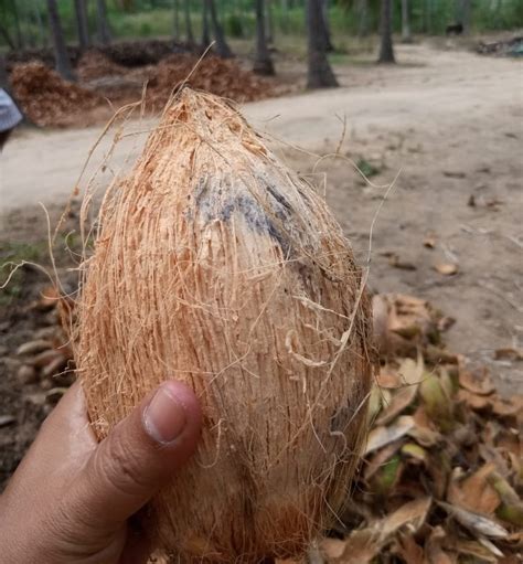 A Grade Pollachi Semi Husk Coconut, Packaging Size: 20 Kg, Coconut Size ...