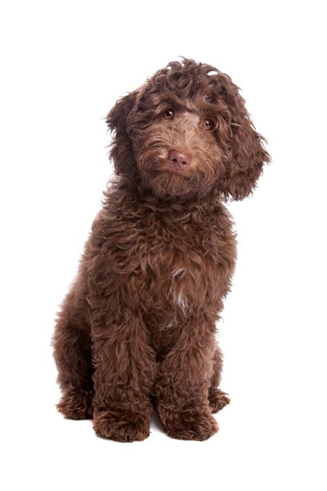 labradoodle