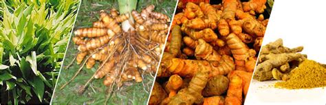 improved turmeric varieties grown  india curcuma longa