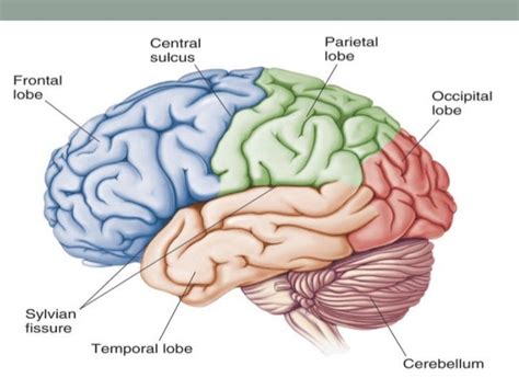 frontal lobe anatomy and clinical relevance