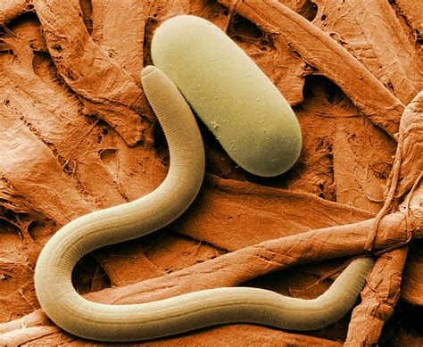what animal eat termites 15