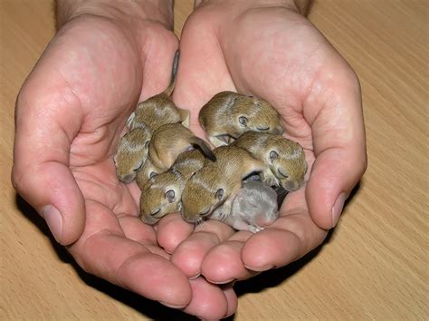 cute gerbils  post  pictures rodent zone