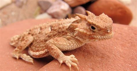 What’s a Baby Lizard Called + 4 More Amazing Facts! - AZ Animals