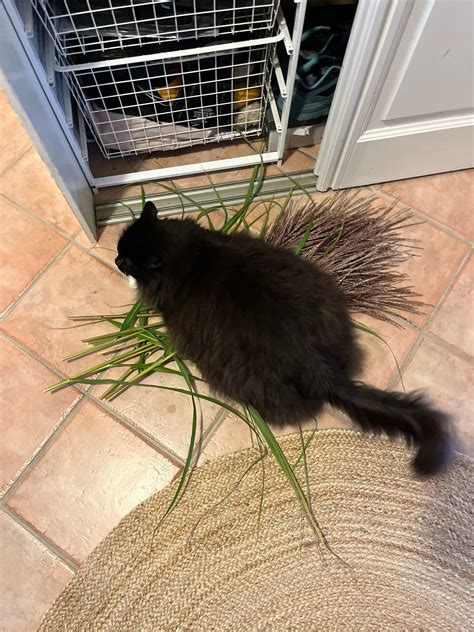 Why does my cat like this plant. Is he stupid? : r/plants
