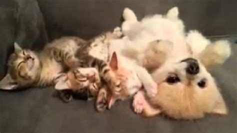 Little Kittens Are Sleeping And The Puppy Doesn’t Want To Wake Them, So ...