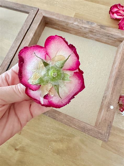 how to keep roses last longer 7