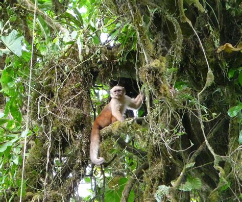 Ecuadorian Capuchin Monkey (Cebus aequatorialis)