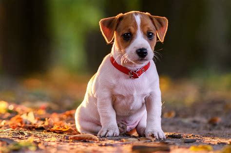 Cachorro Cruella - Filhotes de cachorro alcançam o ápice de fofura com 7 ou 8 semanas | Super