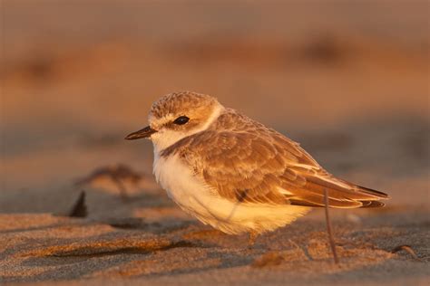 snowy plover birdnote